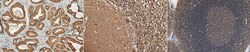 MilliporeSigma 14-3-3, Rabbit, Unlabeled, Polyclonal, 100&mu;g; Unlabeled:Antibodies,